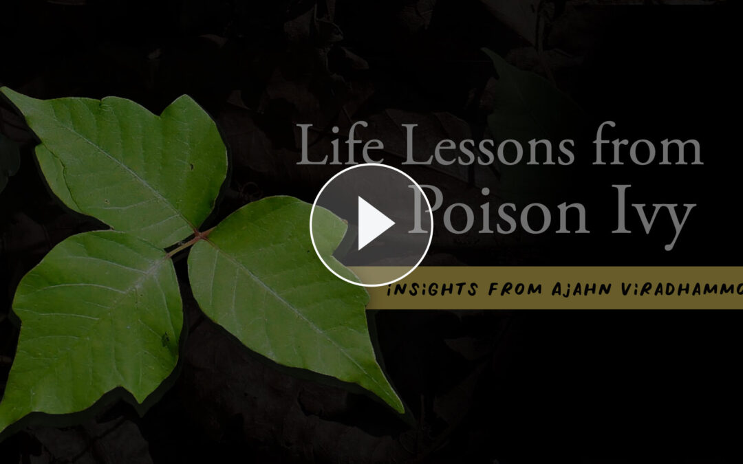 Lessons from Poison Ivy – Fulfilling our desires and wants