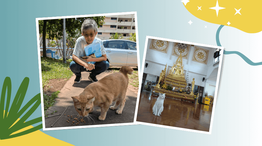 Ching Wi practising loving-kindness with community animals in daily life