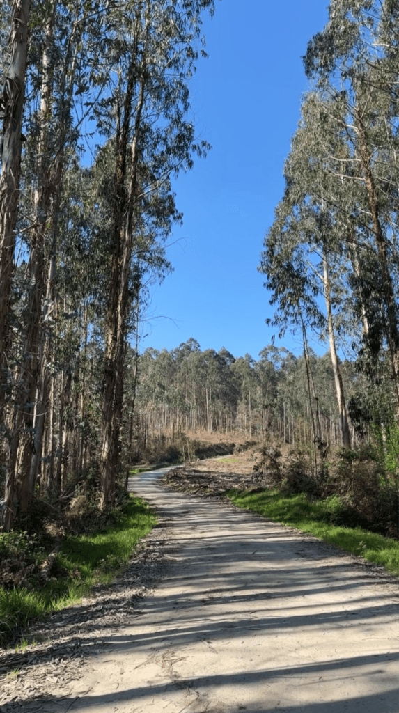 A Buddhist on a Catholic Pilgrimage: Reflections from the Camino de Santiago